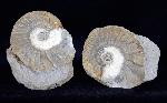 Ataxioceras (Ataxioceras) sp. FONTANNES 1879 - Bild © FossNet FossilienStore